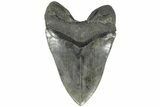 Serrated, 6.08" Fossil Megalodon Tooth - 50 Foot Shark! - #203029-2